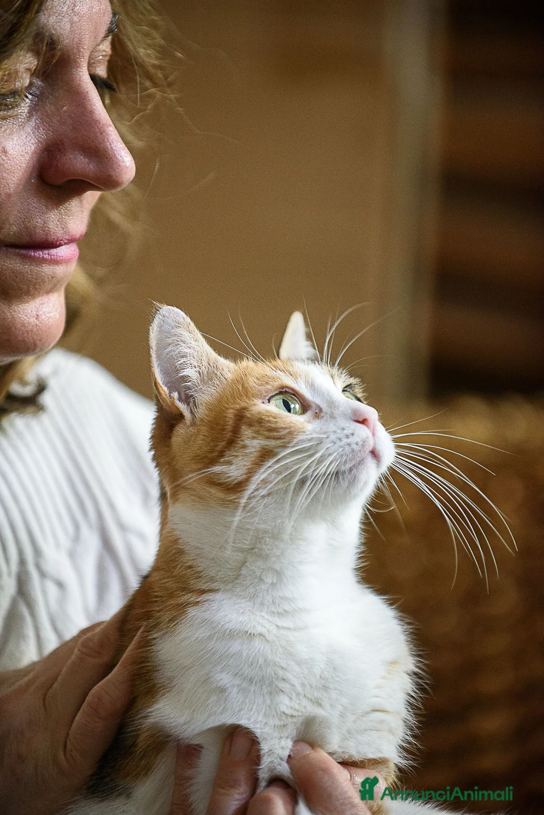 Europeo gatti in regalo: Maggie, abbandonata è pronta ad amare di nuovo  - Annuncio 2