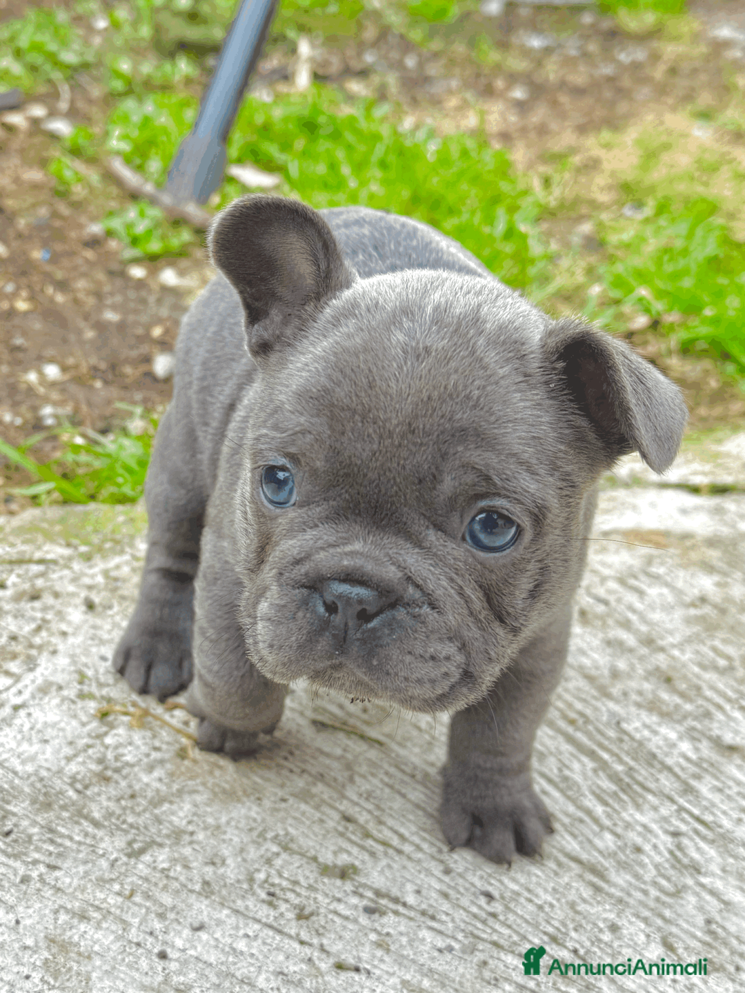 Bulldog Francese cani in vendita: EXOTIC BULLDOG FRANCESE a Provincia di Modena - Annuncio 1