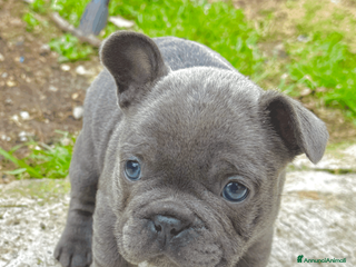 Bulldog Francese cani EXOTIC BULLDOG FRANCESE - Annuncio 7