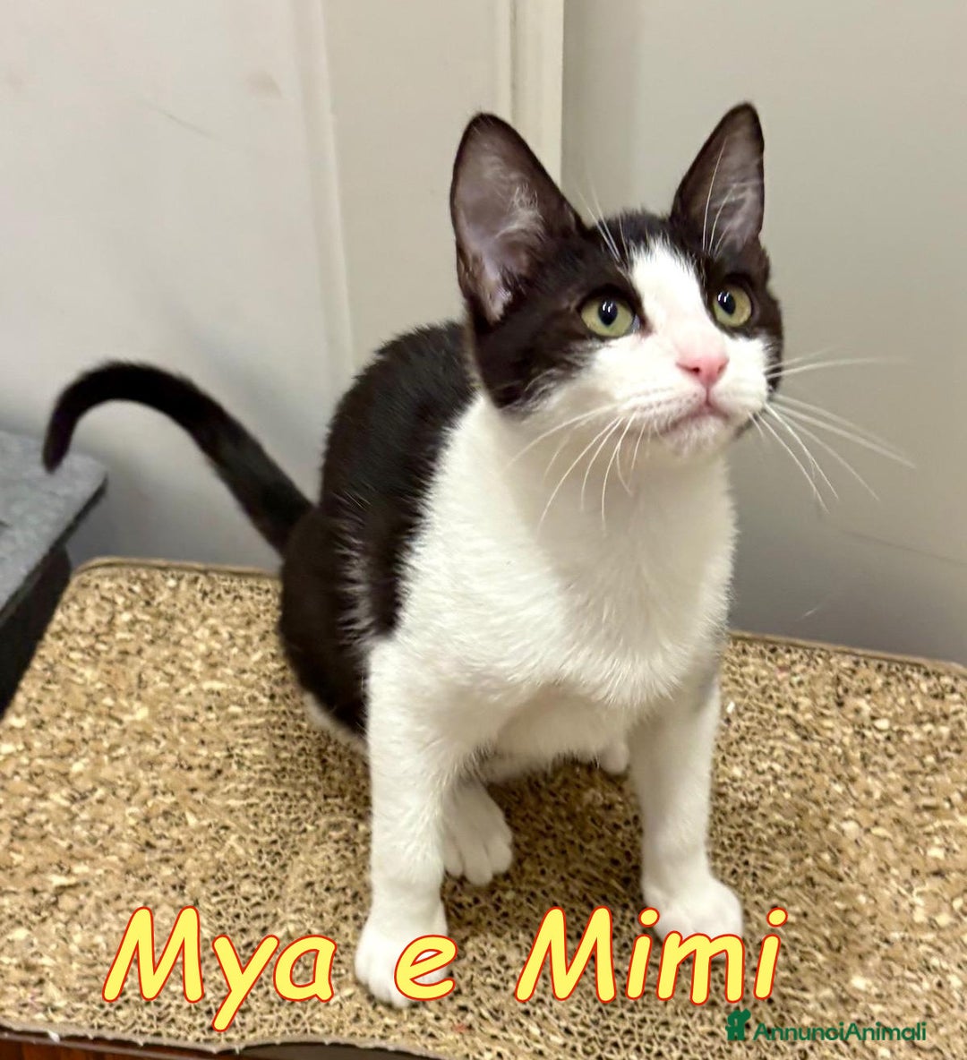 Europeo gatti in regalo: MYA E MIMI URGENTE CERCANO CASA - Annuncio 5