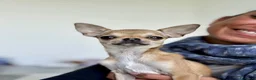 Chihuahua cani in vendita: Giovane Chihuahua femmina pelo corto  - Annuncio 4