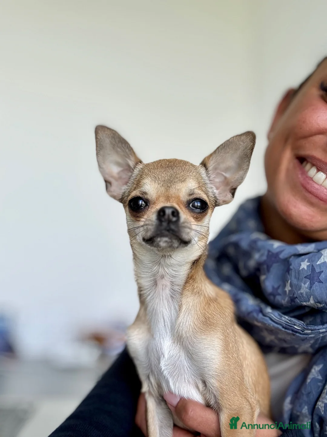 Chihuahua cani in vendita: Giovane Chihuahua femmina pelo corto  - Annuncio 4