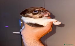 Chihuahua cani in vendita: Chihuahua - Annuncio 6