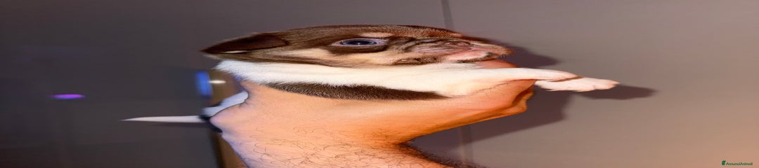 Chihuahua Cucciolo 1