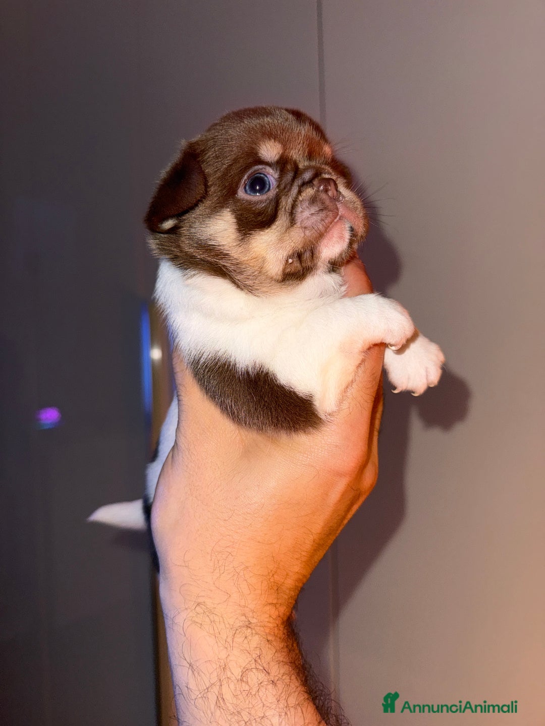 Chihuahua cani in vendita: Chihuahua - Annuncio 6