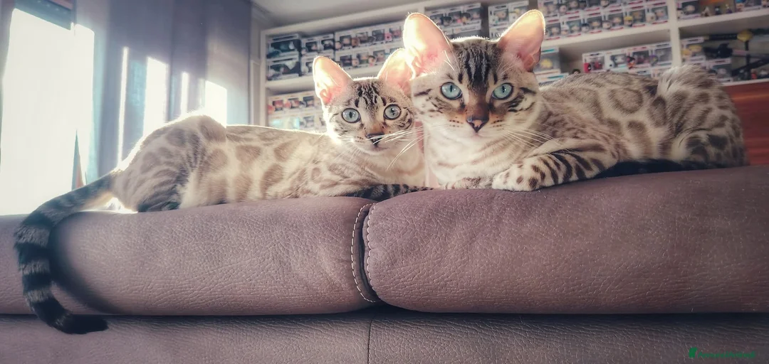 Immagine della galleria {{count}}