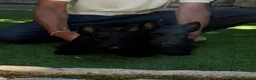 Scottish Terrier cani in vendita: Scottish terrier - Annuncio 3