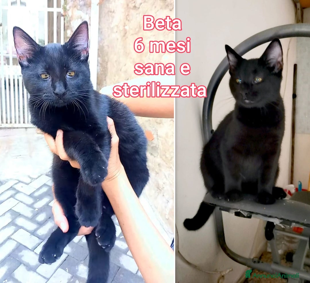 Europeo gatti in regalo: TANTI MICINI SOLI! - Annuncio 5