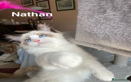 Ragdoll gatti in vendita: Fantastici cuccioli di Ragdoll a Provincia di Pavia - Immagine 1