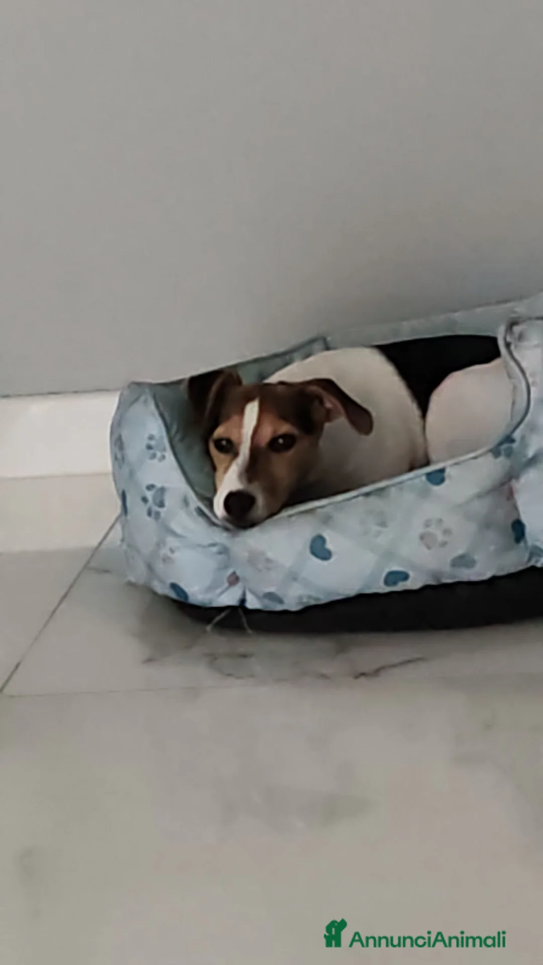 Jack Russell cani in vendita: Regalo jack russel  - Annuncio 2