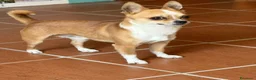 Chihuahua cani per accoppiamento: Cane chihuahua disponibile per monta a Provincia di Catanzaro - Annuncio 5