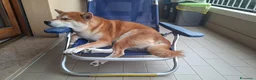 Shiba Inu cani in regalo: REGALO questo SHBA INU - Annuncio 2