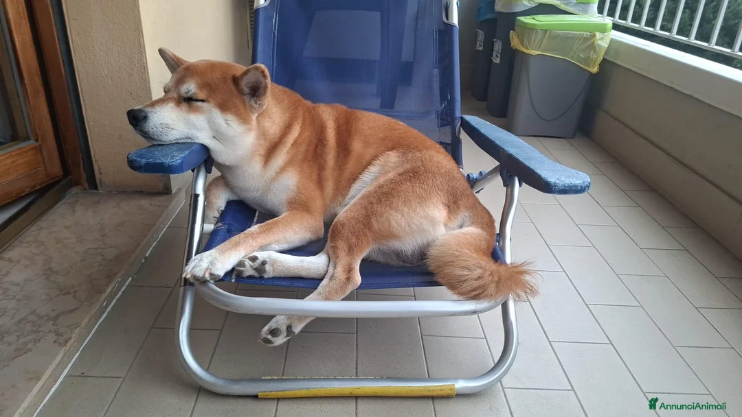 Shiba Inu cani in regalo: REGALO questo SHBA INU - Annuncio 2