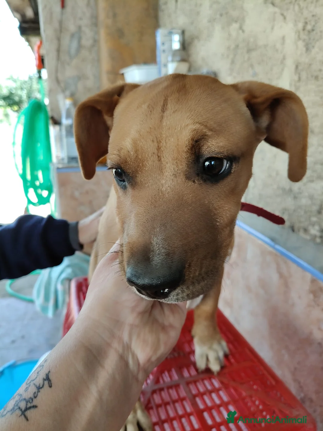 Meticcio cani in regalo: ARON ASPETTA UNA MAMMA - Annuncio 5