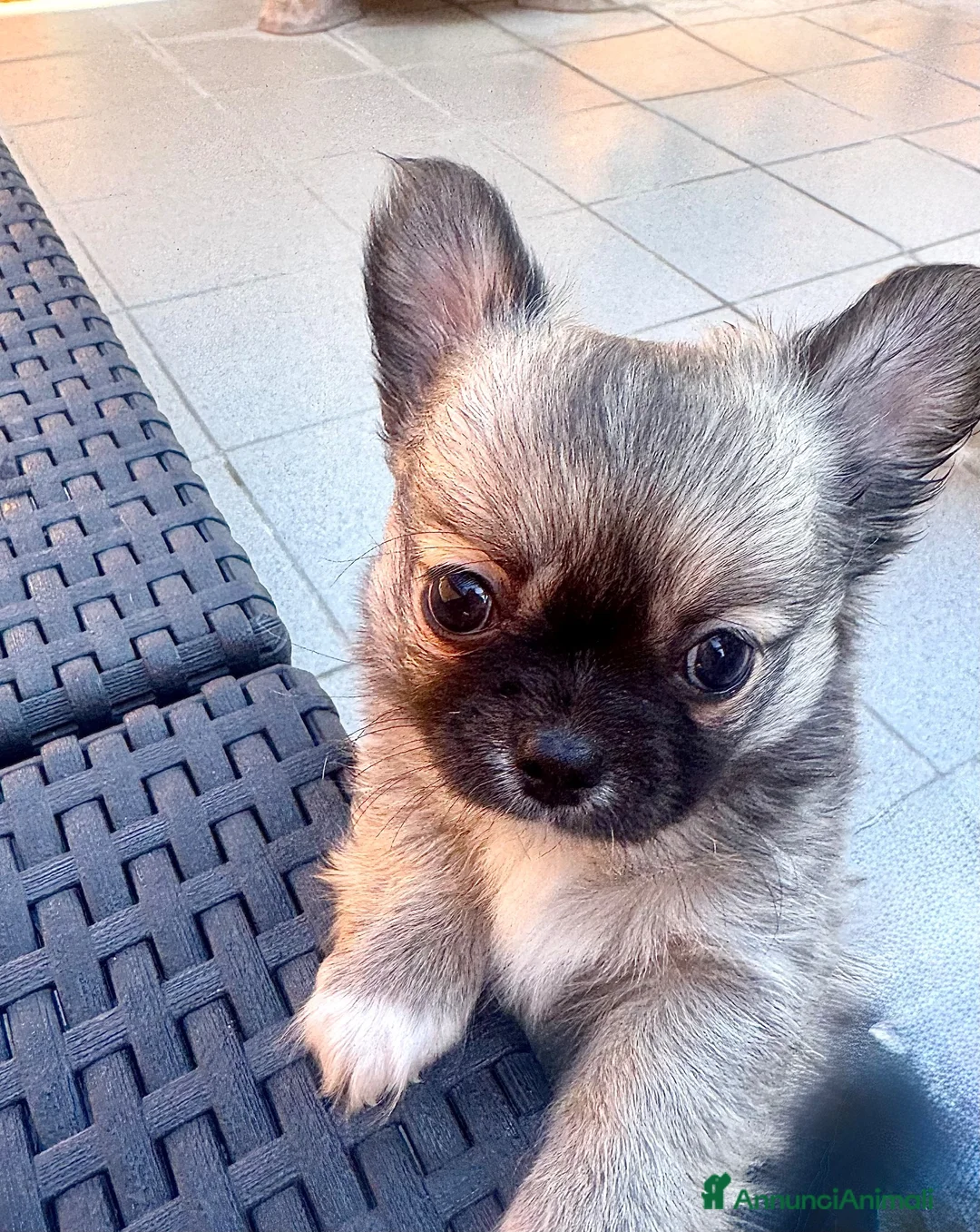 Chihuahua cani in vendita: cuccioli maschi pelo lungo con pedigree ENCI/FCI - Annuncio 2