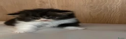 Scottish gatti in vendita: Cuccioli Scottish Fold  - Annuncio 28