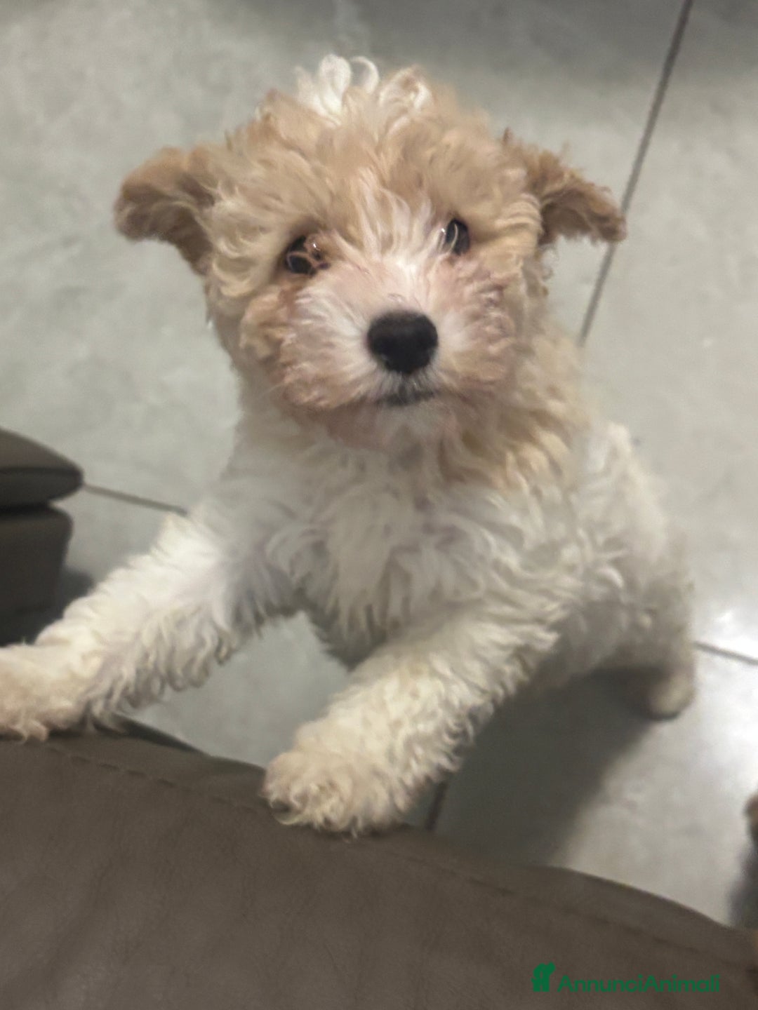 Barboncino cani in vendita: Barboncina - Annuncio 3