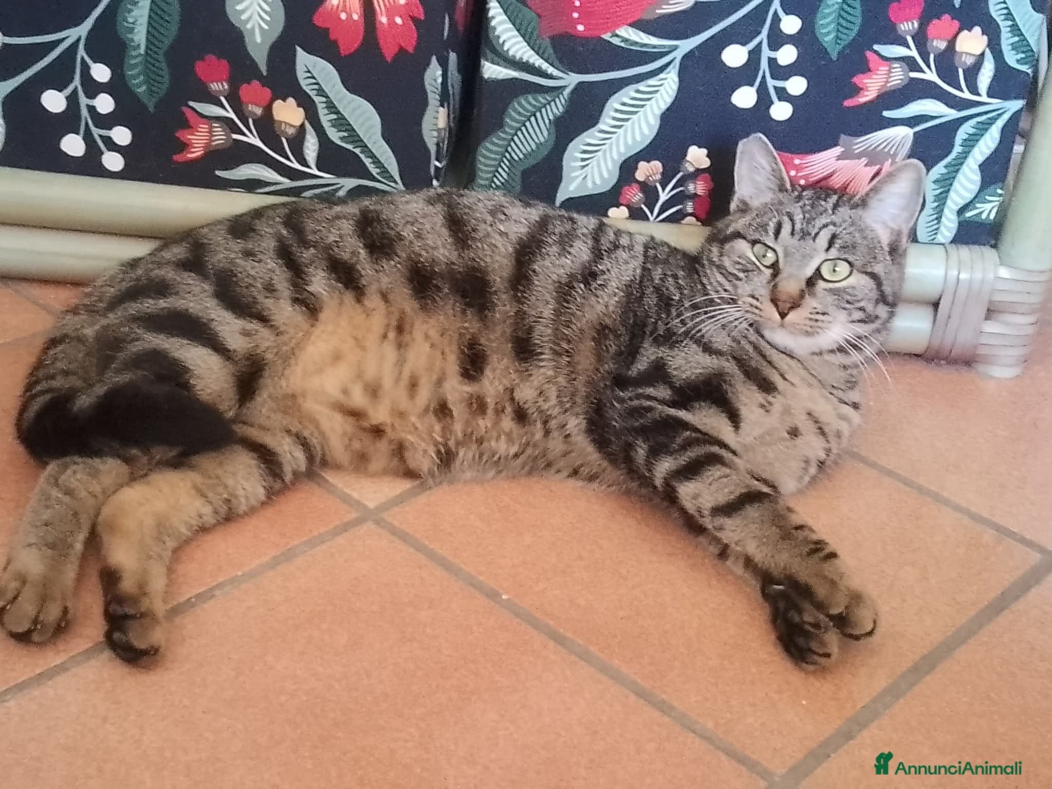 Europeo gatti Tigro  - Annuncio 2