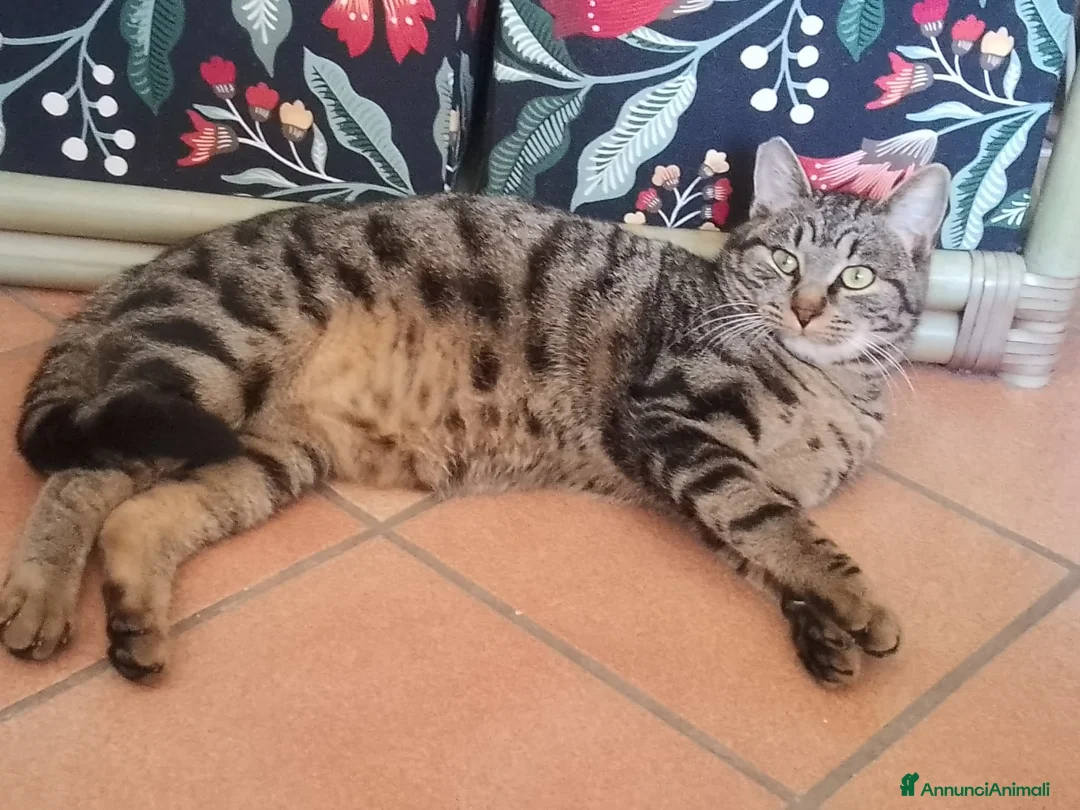 Europeo gatti in regalo: Tigro  - Annuncio 2