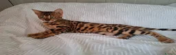 Bengala gatti in vendita: Gattini razza bengala  - Annuncio 3
