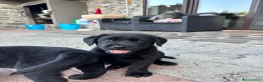 Labrador 1