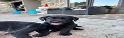 Labrador cani in vendita: Vendita cuccioli neri di labrador a Provincia di Rimini - Annuncio 6