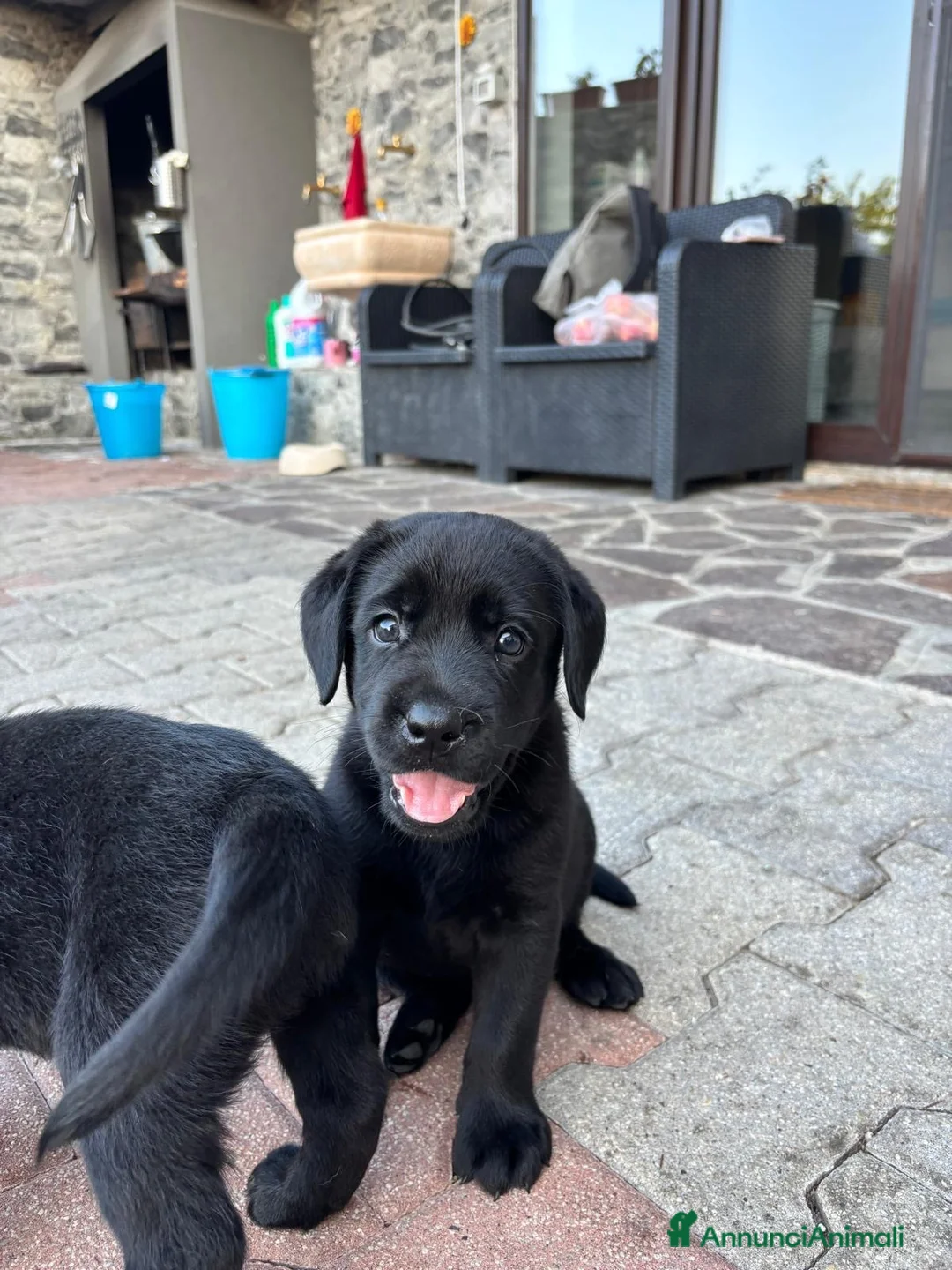 Labrador cani in vendita: Vendita cuccioli neri di labrador a Provincia di Rimini - Annuncio 6