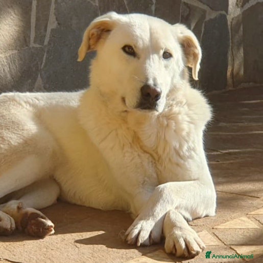Meticcio cani Ziguli' il timido cagnolino dal sorriso speciale  - Annuncio 2