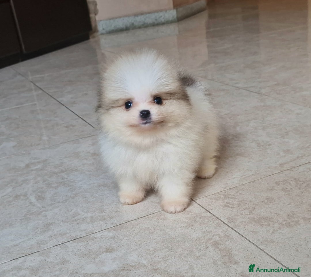 Spitz cani in vendita: Spitz tedesco NANO Pomerania  - Annuncio 10