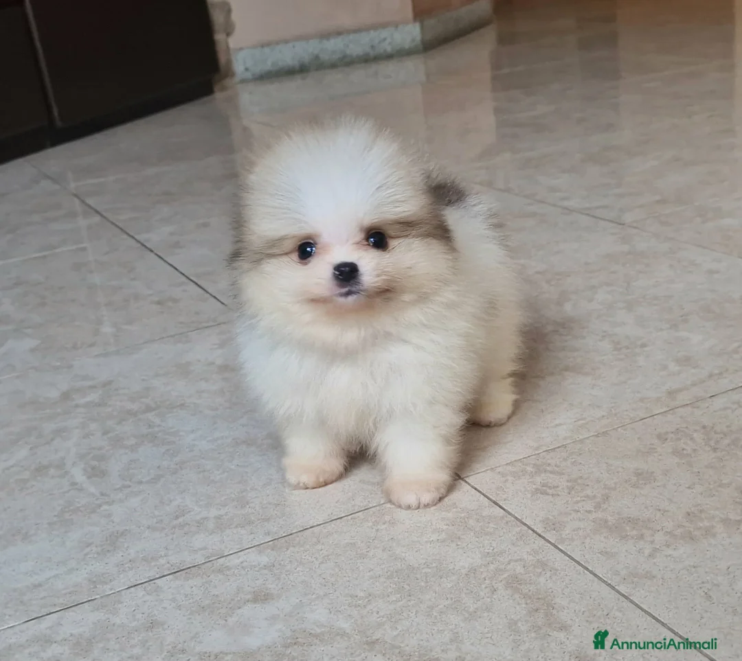 Spitz cani in vendita: Spitz tedesco NANO Pomerania  - Annuncio 10