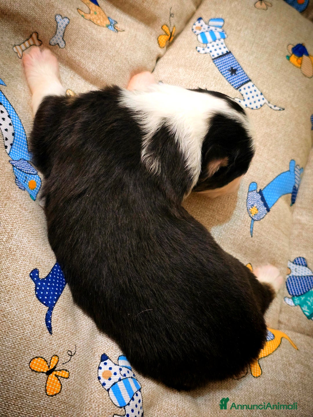 Australian Shepherd cani in vendita: Cucciole di pastore australiano con pedigree ENCI - Annuncio 22