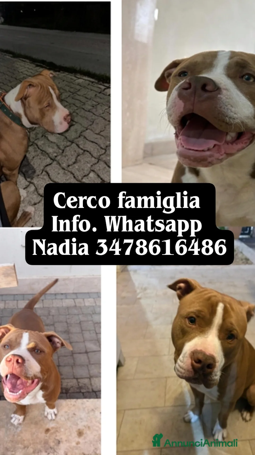 Pitbull cani in regalo: American Pitbull  - Annuncio 1