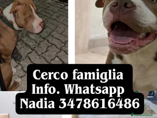 Pitbull cani American Pitbull - Annuncio 5