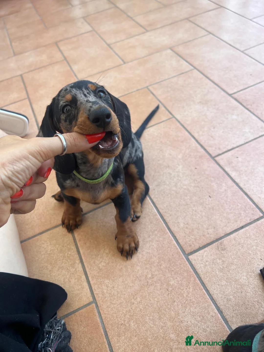 Bassotto cani in vendita: Bassotto femmina  a Città metropolitana di Roma Capitale - Annuncio 4