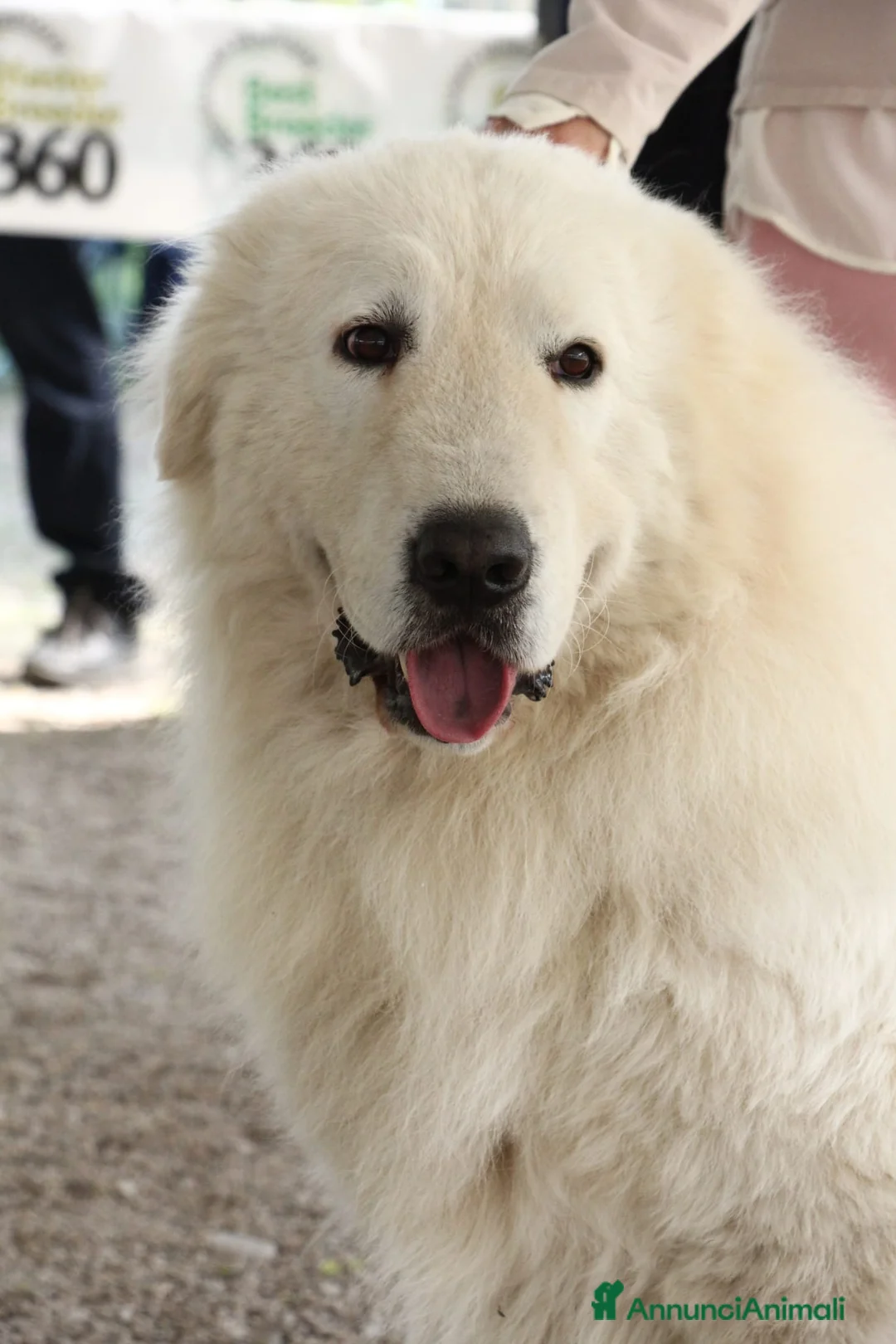 Immagine della galleria {{count}}