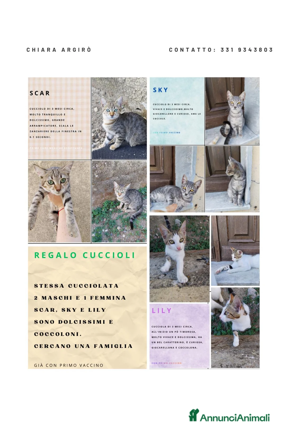 Meticcio gatti in regalo: Regalo cuccioli, 2 maschi e 1 femmina  - Annuncio 1