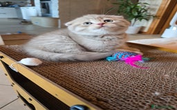 Scottish gatti in vendita: Cuccioli scottish fold e straight  a Provincia di Vicenza - Immagine 9