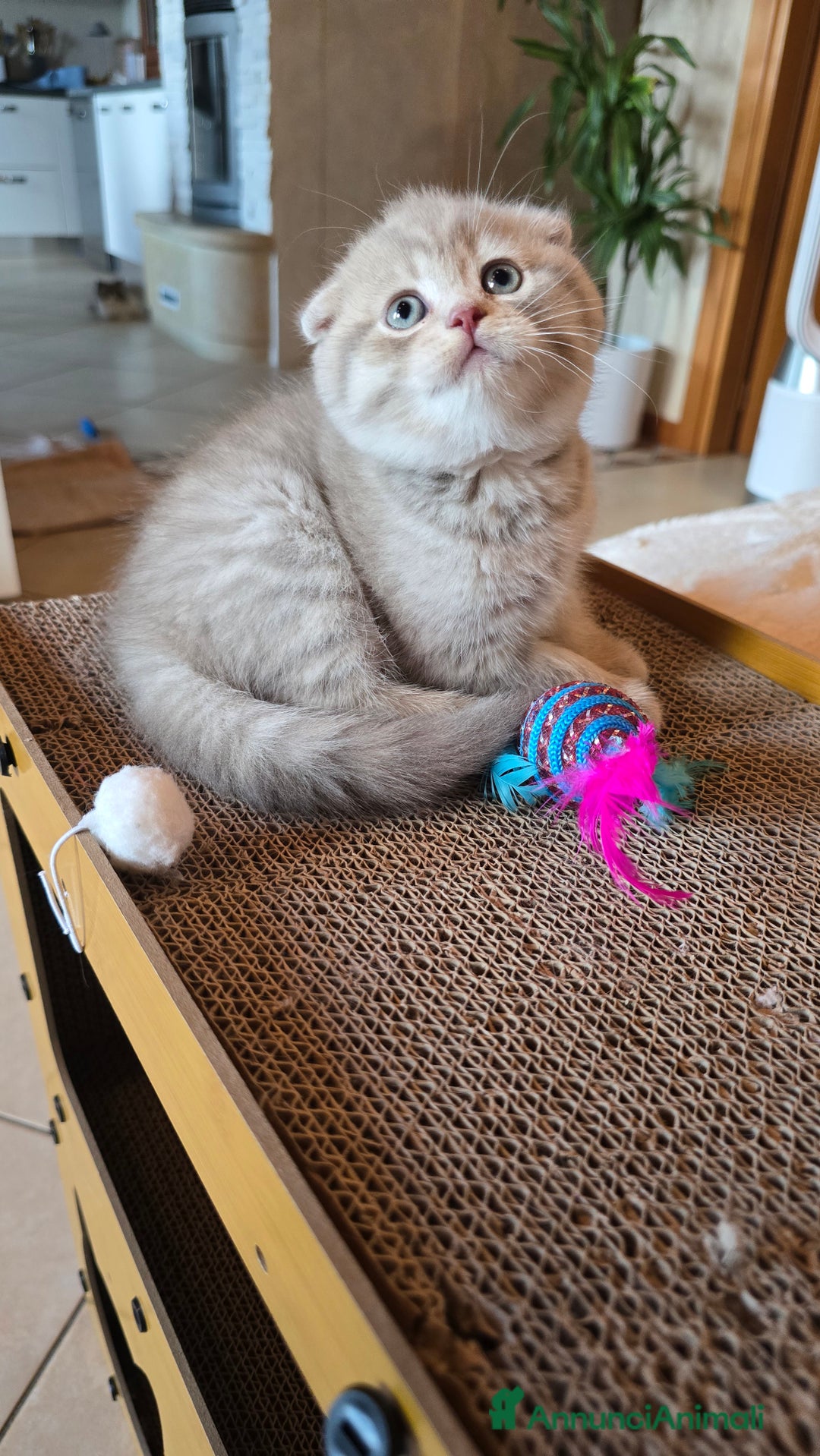 Scottish gatti in vendita: Cuccioli scottish fold e straight  a Provincia di Vicenza - Immagine 9