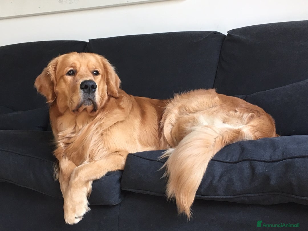 Golden Retriever cani per accoppiamento: Golden Retriever maschio, Ettore, cerca fidanzata  a Città Metropolitana di Torino - Annuncio 5