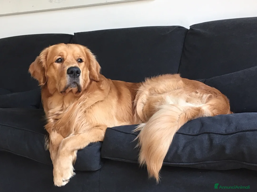 Golden Retriever cani per accoppiamento: Golden Retriever, Inglese. Ettore, cerca fidanzata a Città Metropolitana di Torino - Annuncio 3