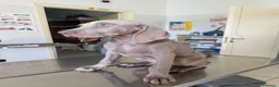 Weimaraner cani in vendita: Cucciolo weimaraner - Annuncio 3