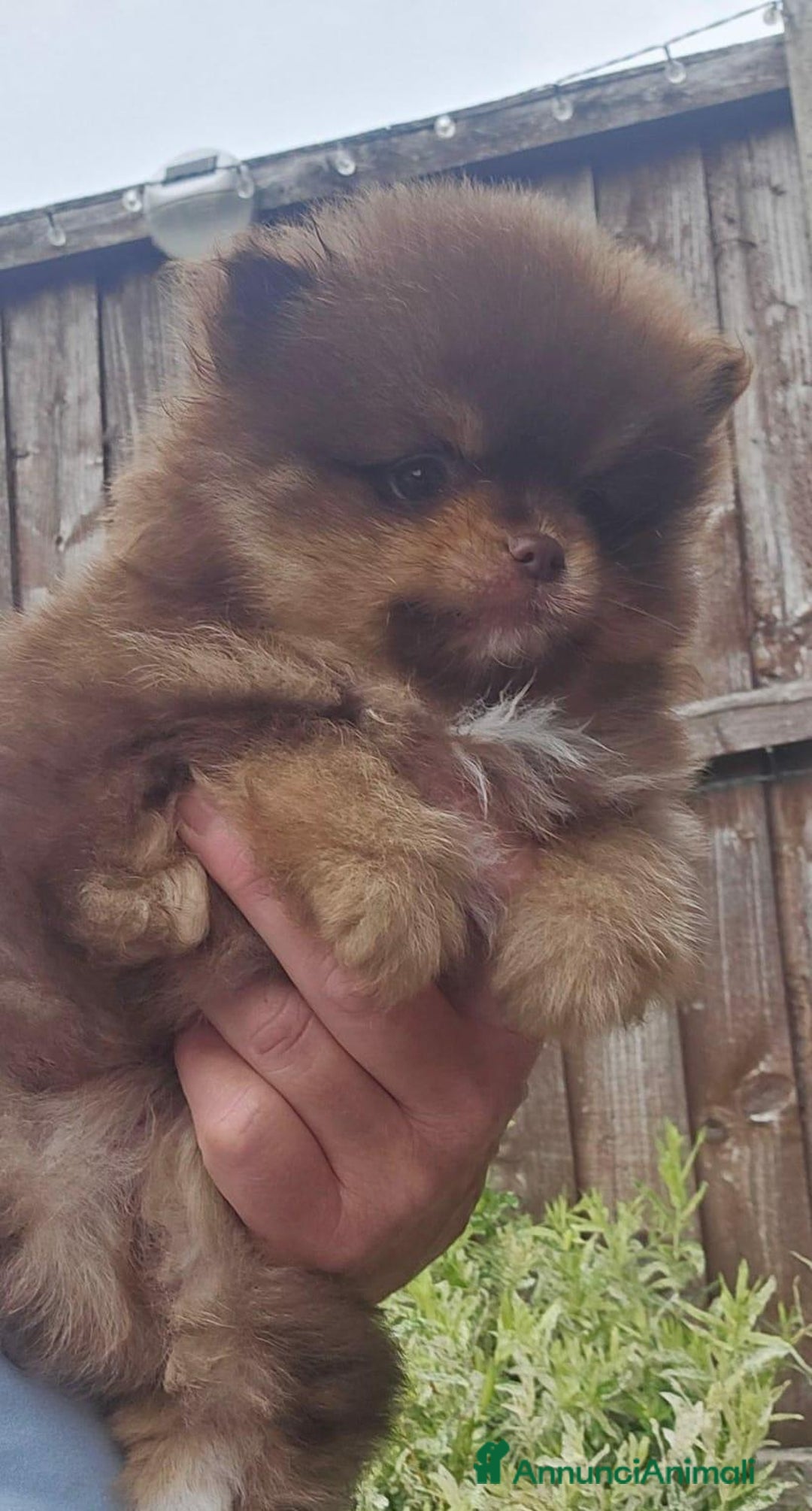 Volpino Pomerania cani in vendita: Cuccioli di Pomerania di tipo Teddy Bear - Annuncio 11