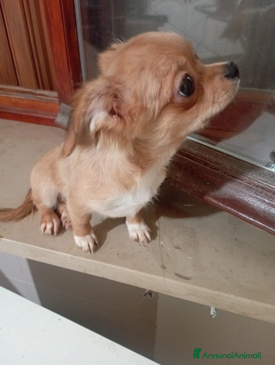 Chihuahua cani in vendita: Vendo 2 maschi chihuahua a pelo lungo  - Annuncio 3