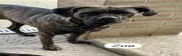 Cane Corso cani in regalo: ADOZ.DEL💔:il papà non tornerà+ solo nonna di 80! - Annuncio 3
