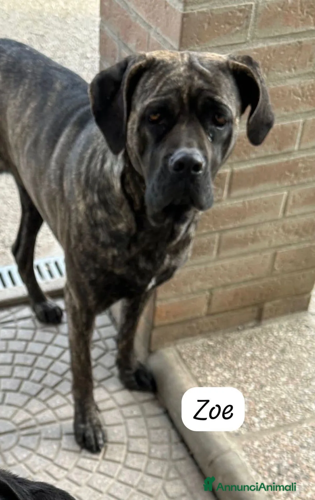 Cane Corso cani in regalo: ADOZ.DEL💔:il papà non tornerà+ solo nonna di 80! - Annuncio 3