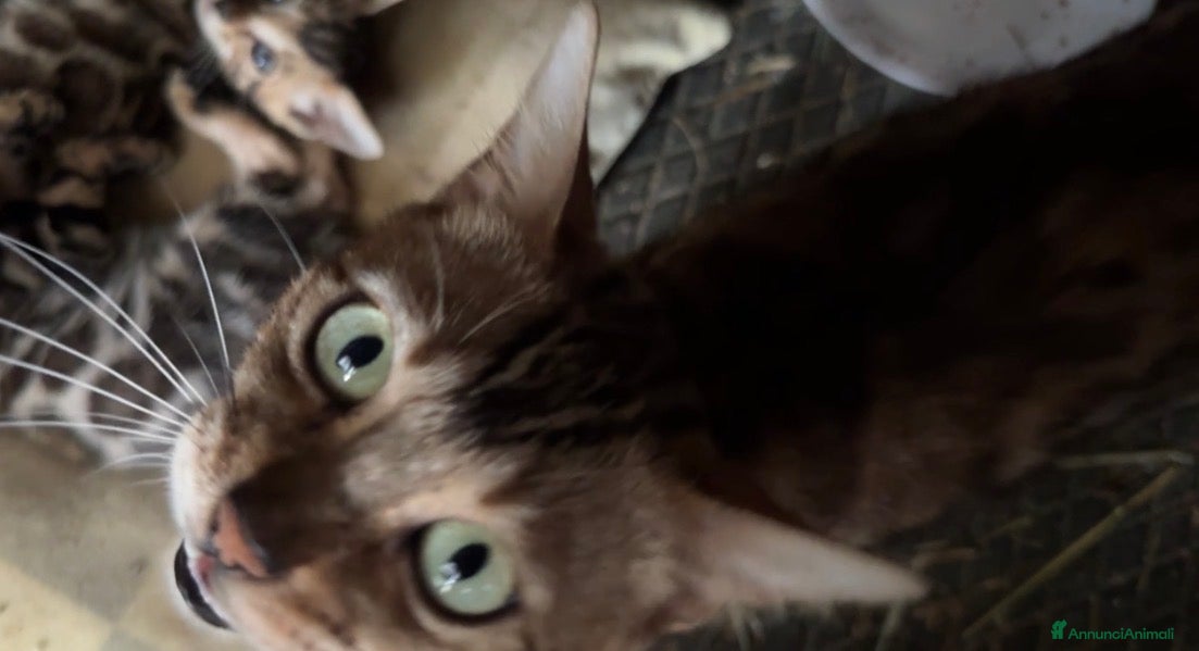 Bengala gatti in vendita: Cuccioli di Bengal / Bengala - Annuncio 3