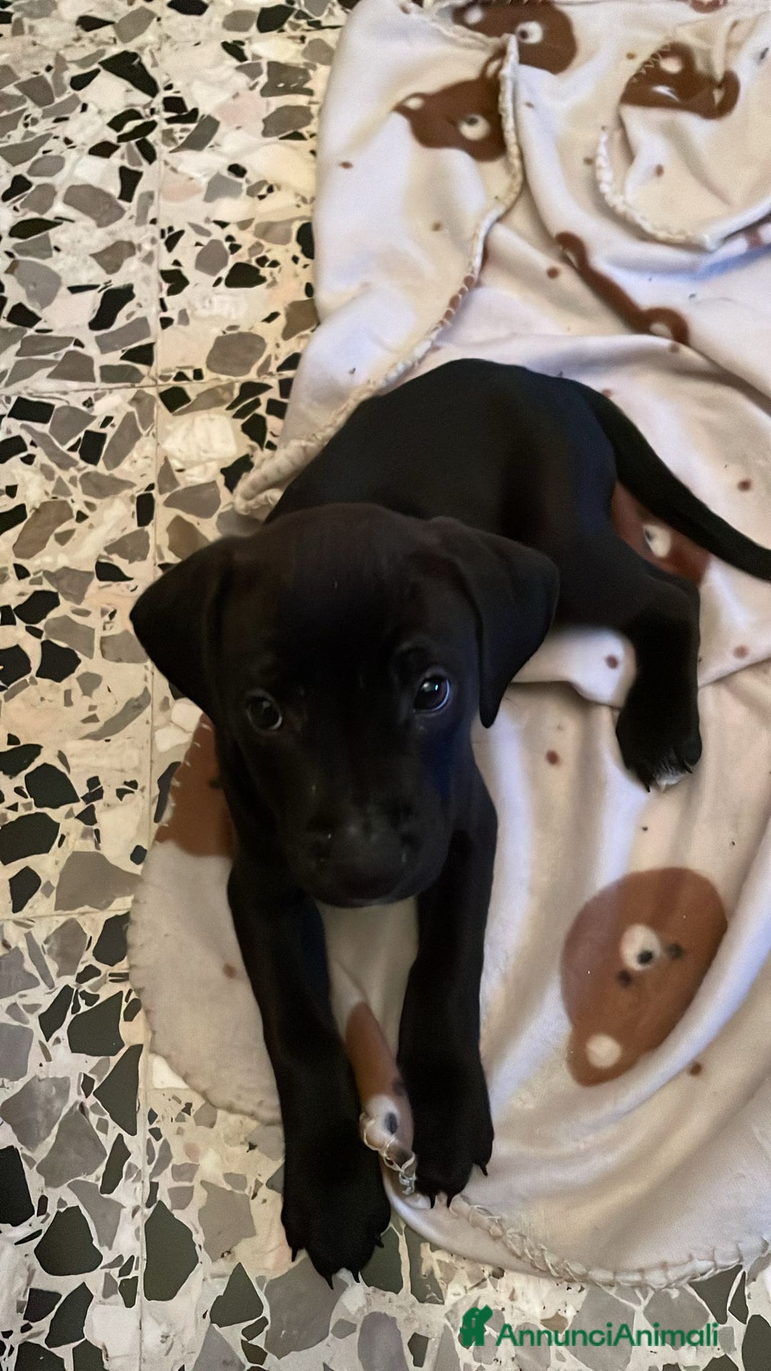 Meticcio cani in vendita: Vendita cucciola - Annuncio 4