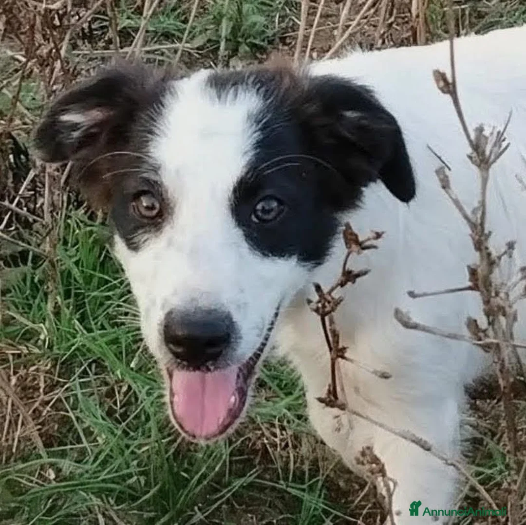 Meticcio cani in regalo: 4 mesi, futura taglia media  - Annuncio 2