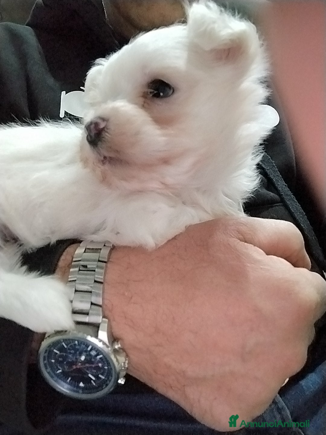 Maltese cani in vendita: Cucciolo maschio di maltese  - Annuncio 4