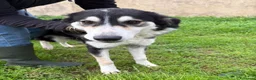 Meticcio cani in regalo: BRETZEL 🩷 era pronta a partire a Provincia di Novara - Annuncio 2